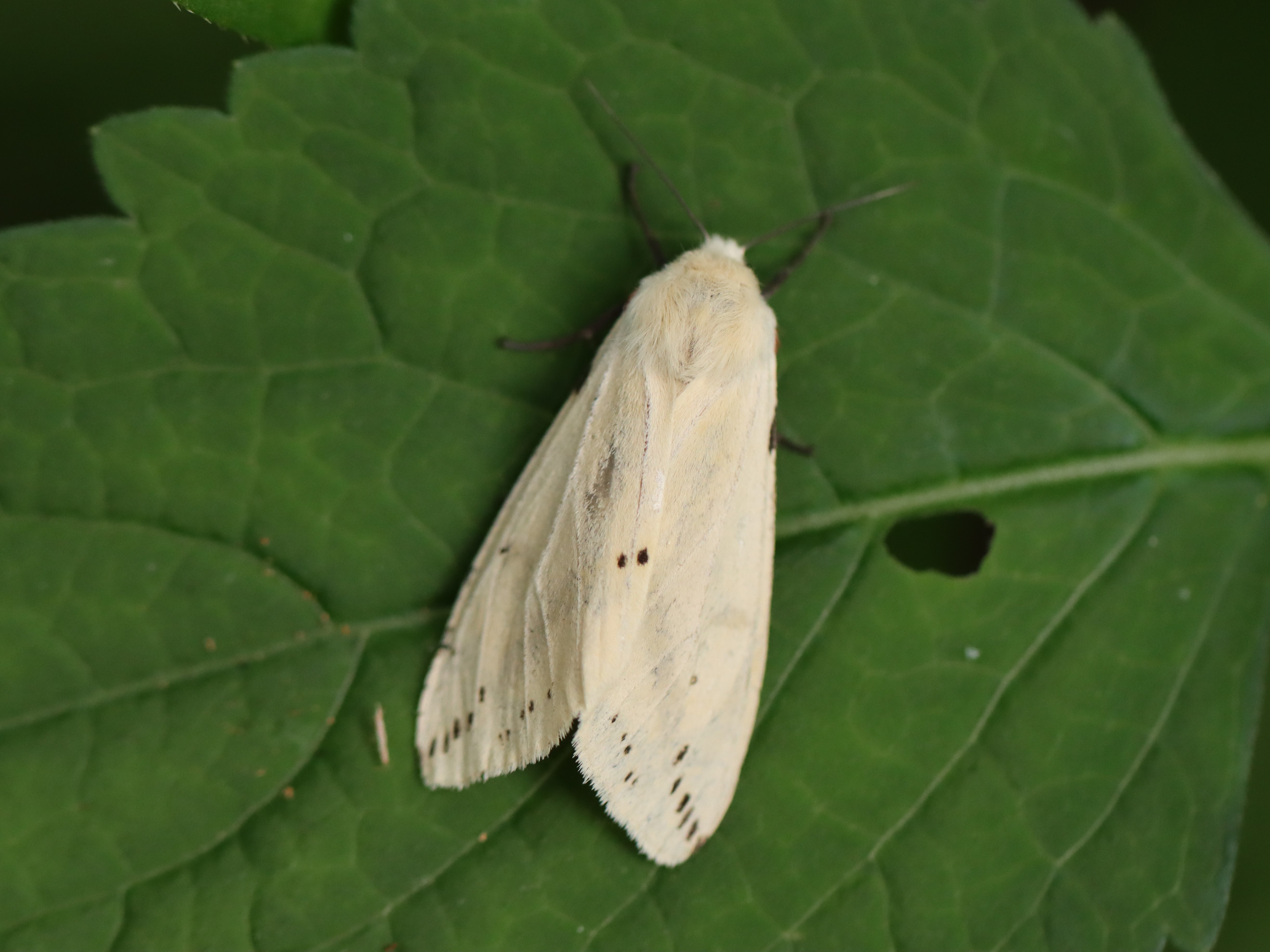 photo_1
